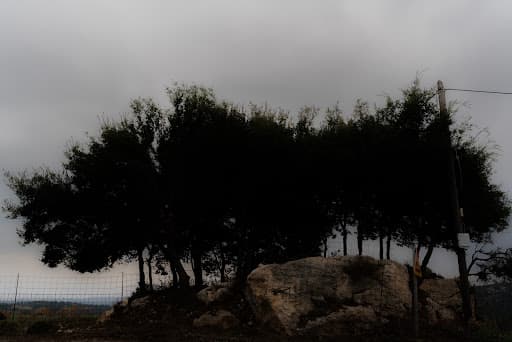 Dense trees and stone beneath an overcast sky