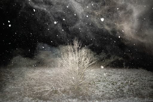 A pale shrub caught in a dark snowfall